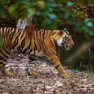 Bandhavgarh - Tiger